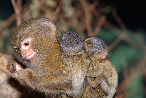 Pygmy Marmoset