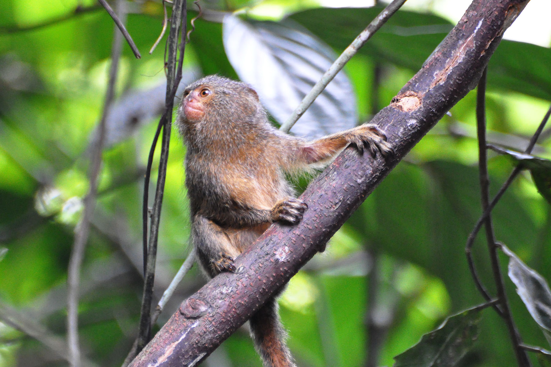 Pygmy Marmoset