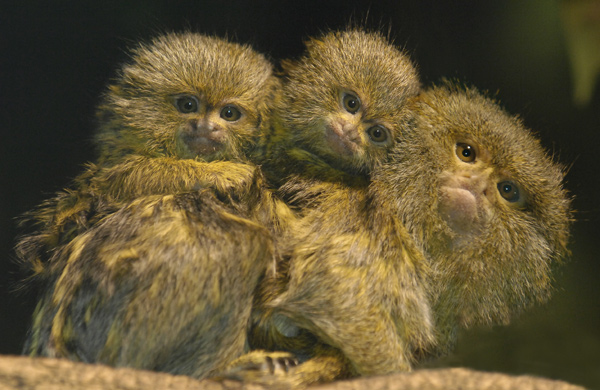 Pygmy Marmoset