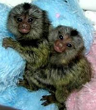 Pygmy Marmoset Baby