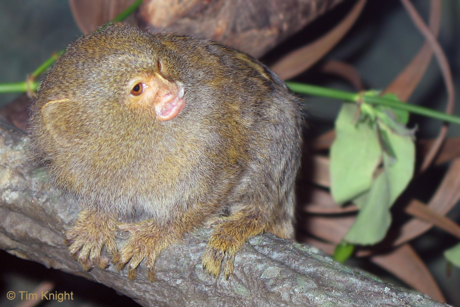 Pygmy Marmoset Facts