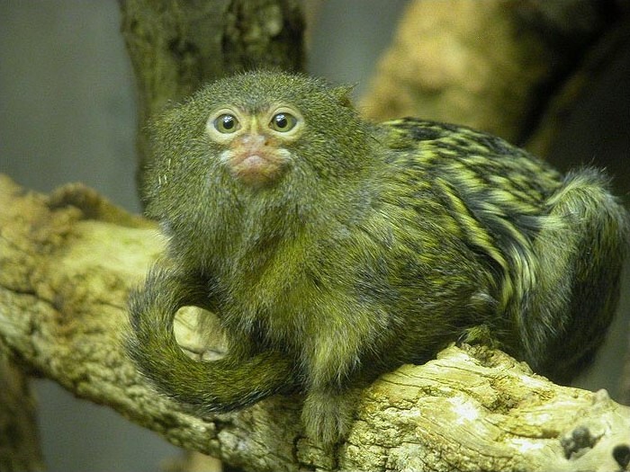 Pygmy Marmoset Facts