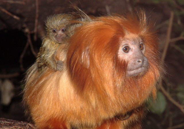 Pygmy Marmoset Facts