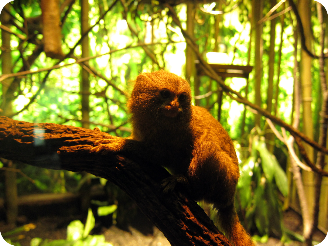 Pygmy Marmoset Habitat