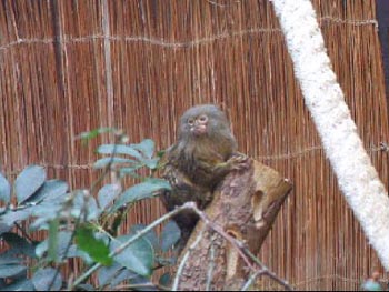 Pygmy Marmoset Habitat