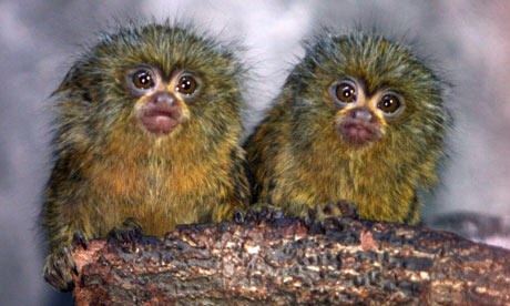 Pygmy Marmoset Habitat Map