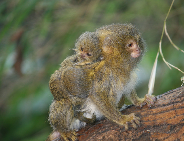 Pygmy Marmoset Habitat Map