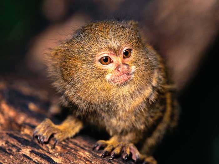 Pygmy Marmoset Habitat Map