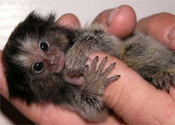 Pygmy Marmoset Monkey