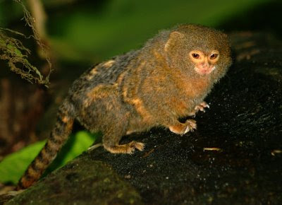 Pygmy Marmoset Monkey