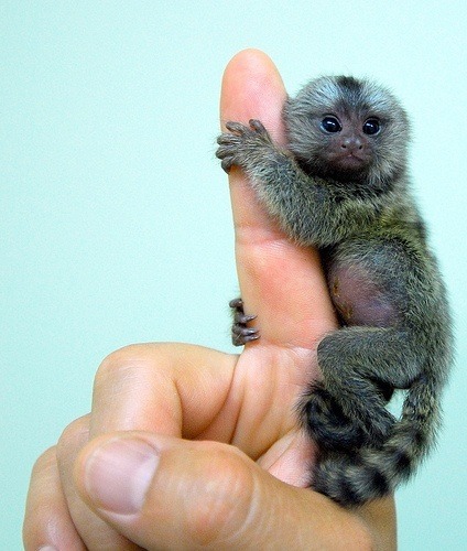 Pygmy Marmoset Monkey