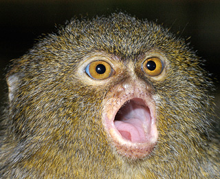 Pygmy Marmoset Monkey