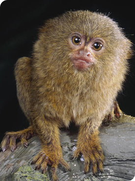 Pygmy Marmoset Monkey As Pets