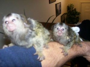 Pygmy Marmoset Monkey As Pets