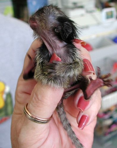 Pygmy Marmoset Monkey As Pets