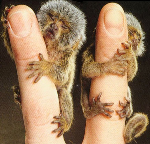 Pygmy Marmoset Monkey As Pets