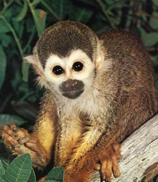 Pygmy Marmoset Monkey Facts