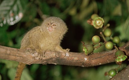 Pygmy Marmoset Monkey Facts For Kids