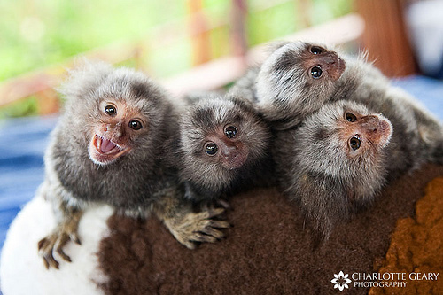 Pygmy Marmoset Monkey Facts For Kids