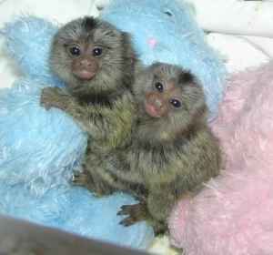 Pygmy Marmoset Monkey For Sale