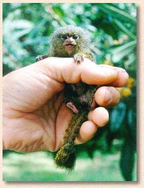 Pygmy Marmoset Monkey For Sale