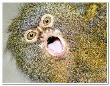 Pygmy Marmoset Monkey For Sale