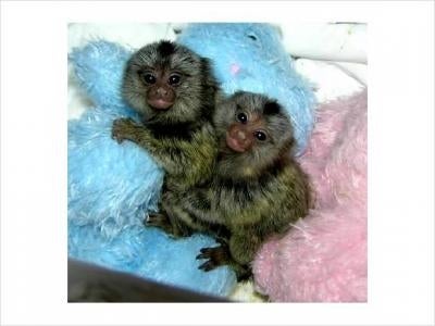 Pygmy Marmoset Monkey For Sale