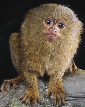 Pygmy Marmoset Monkey For Sale