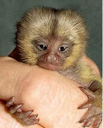 Pygmy Marmoset Monkey For Sale In Texas