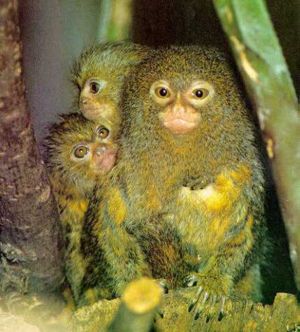 Pygmy Marmoset Monkey For Sale In Texas