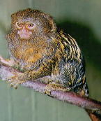 Pygmy Marmoset Pet