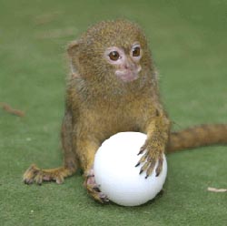 Pygmy Marmoset Pet