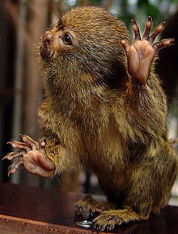 Pygmy Marmoset Pet