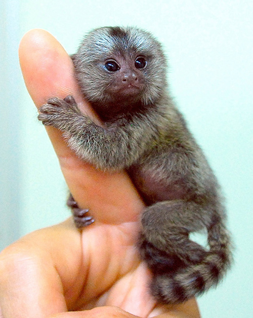 Pygmy Marmoset Pet