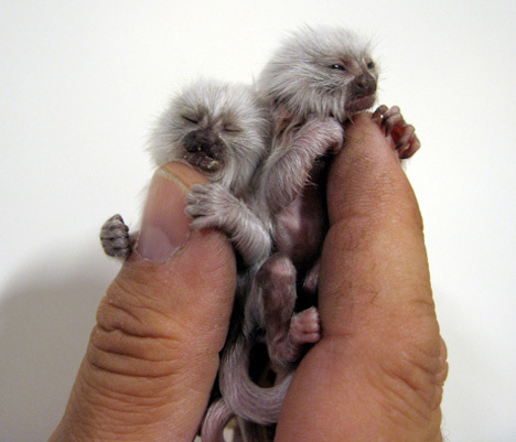 Pygmy Marmoset Pet California