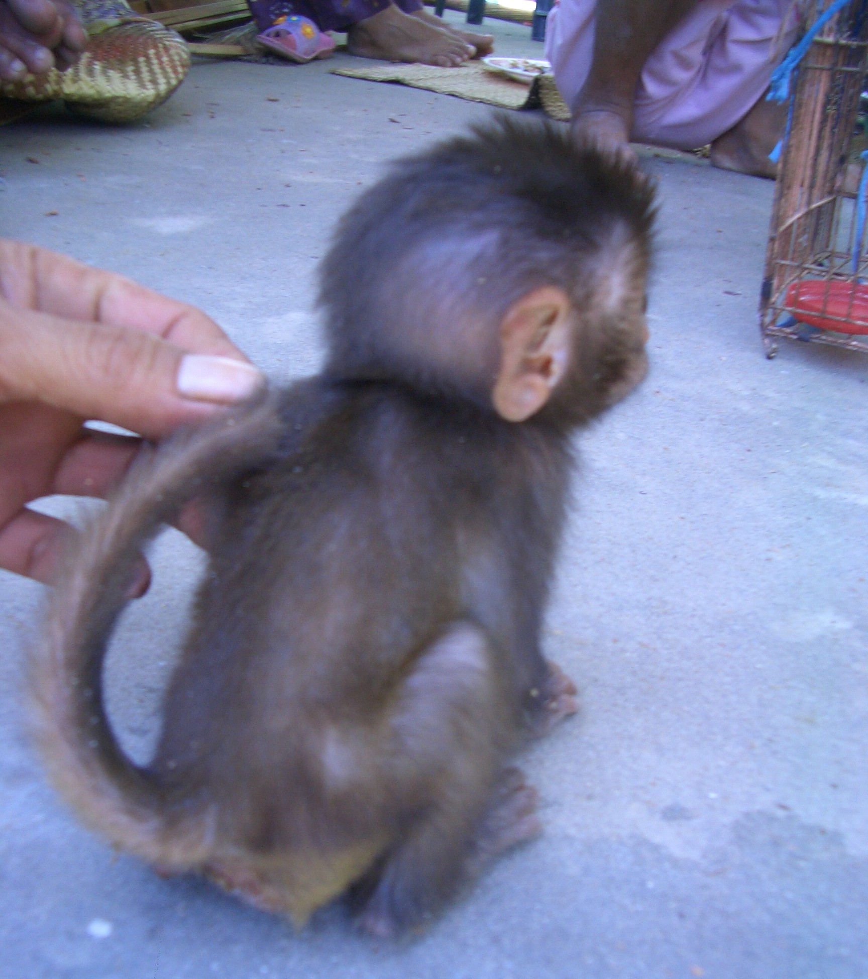 Pygmy Marmoset Pet California