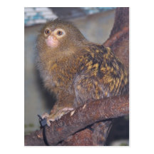 Pygmy Marmoset Pet California