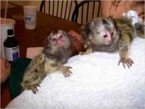 Pygmy Marmoset Pet California