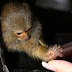 Pygmy Marmoset Pet California