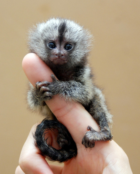 Pygmy Marmoset Pet Facts