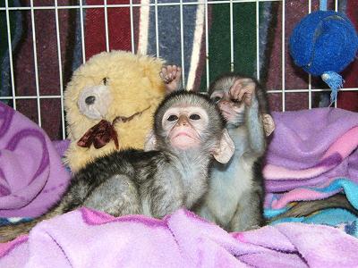 Pygmy Marmoset Pet For Sale