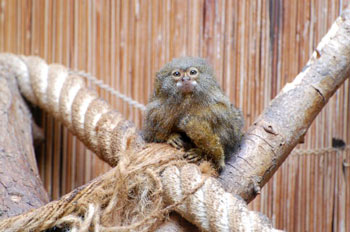 Pygmy Marmoset Pet Uk