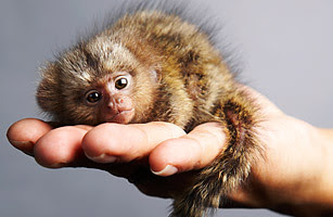 Pygmy Marmoset Pet Uk