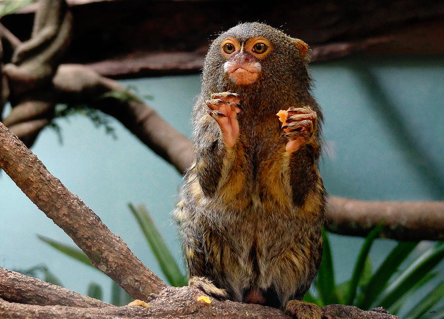 Pygmy Marmoset Pictures