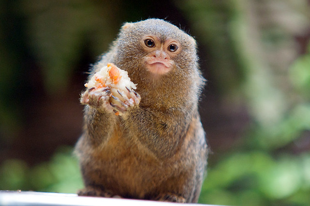 Pygmy Marmoset Pictures