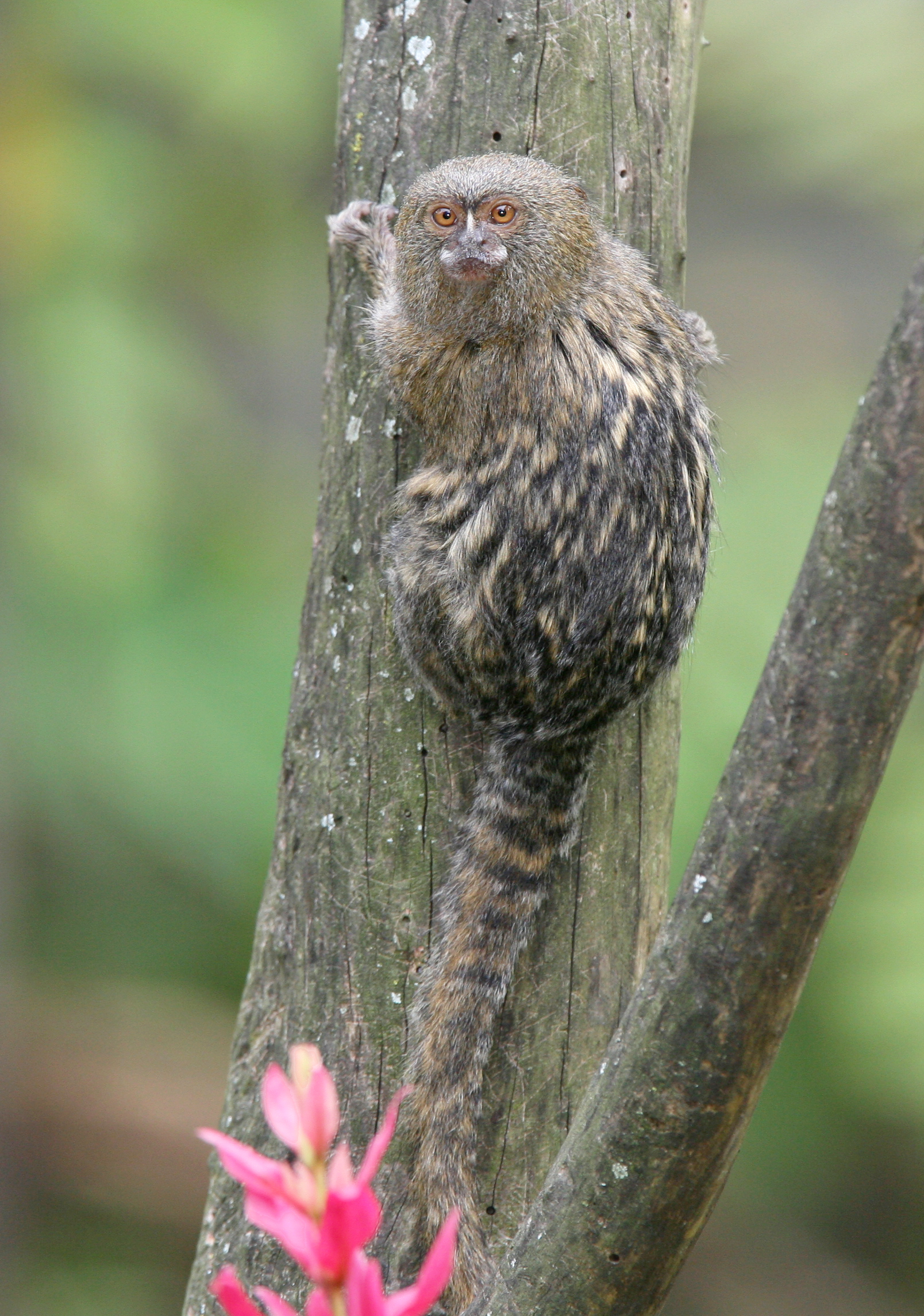 Pygmy Marmoset Pictures