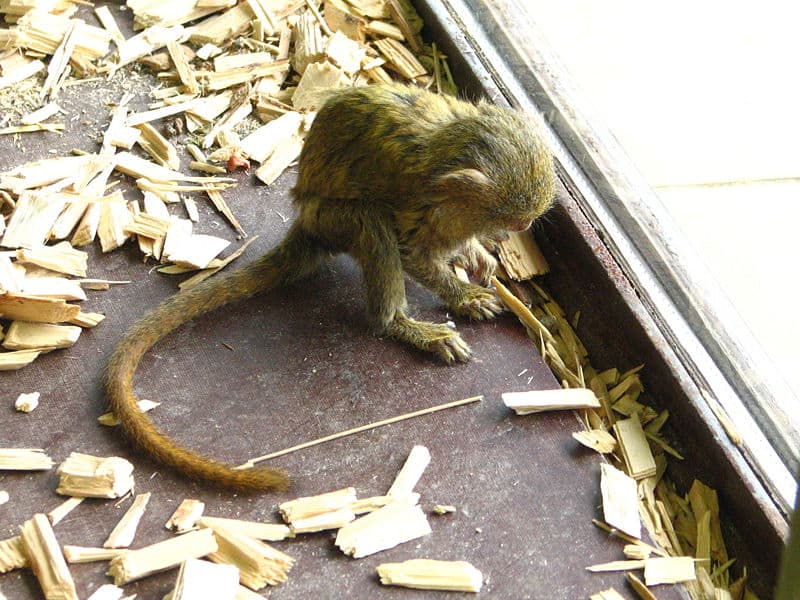 Pygmy Marmoset Pictures