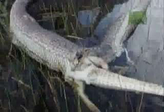 Python Eats Alligator And Explodes Video