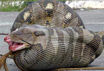 Python Eats Alligator And Explodes Video