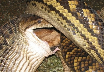 Python Eats Alligator Explodes